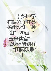 （乡村行·看振兴）江苏扬州沙头“种出”20亩“玉米迷宫” 民众体验别样“田园乐趣”